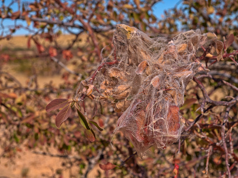 Spider, Twyfelfontein